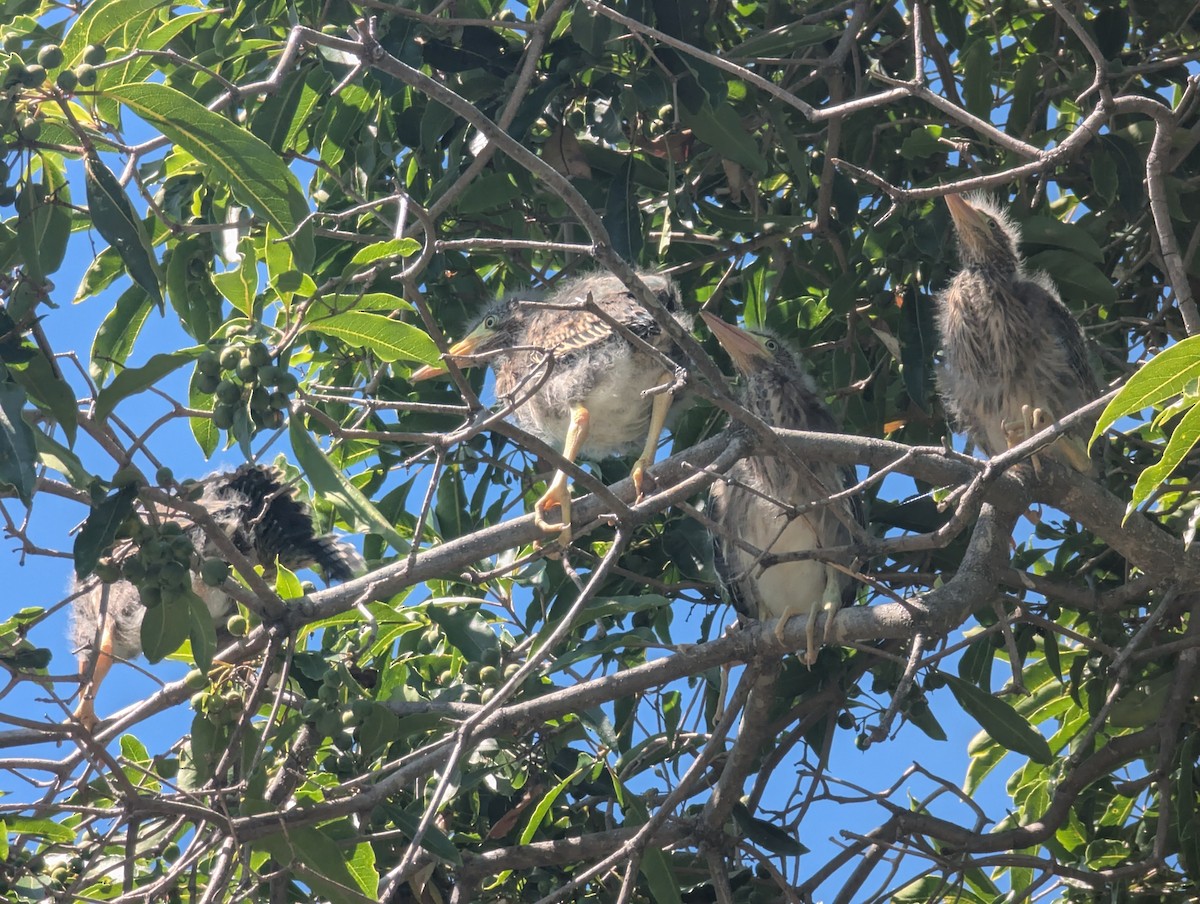 Green Heron - ML636210696