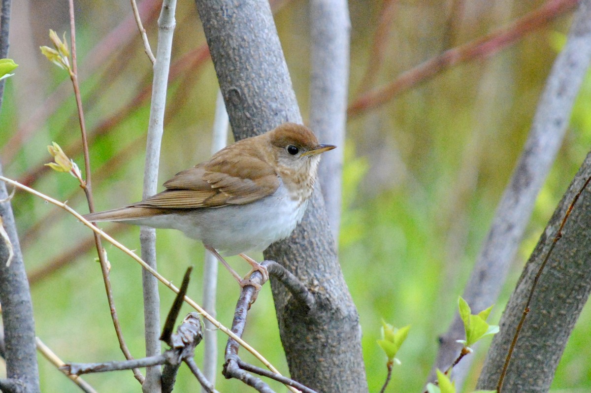 Veery - ML636210709