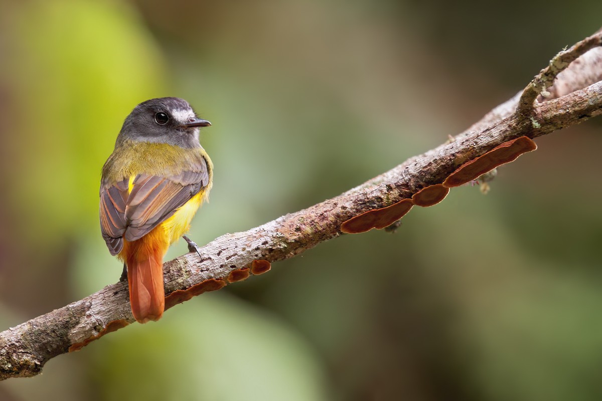 Ornate Flycatcher - ML636210857