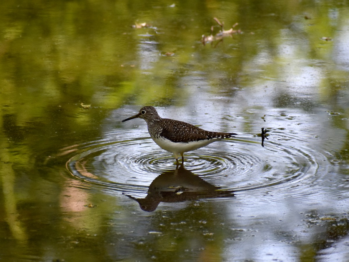 Solitary Sandpiper - ML636210865