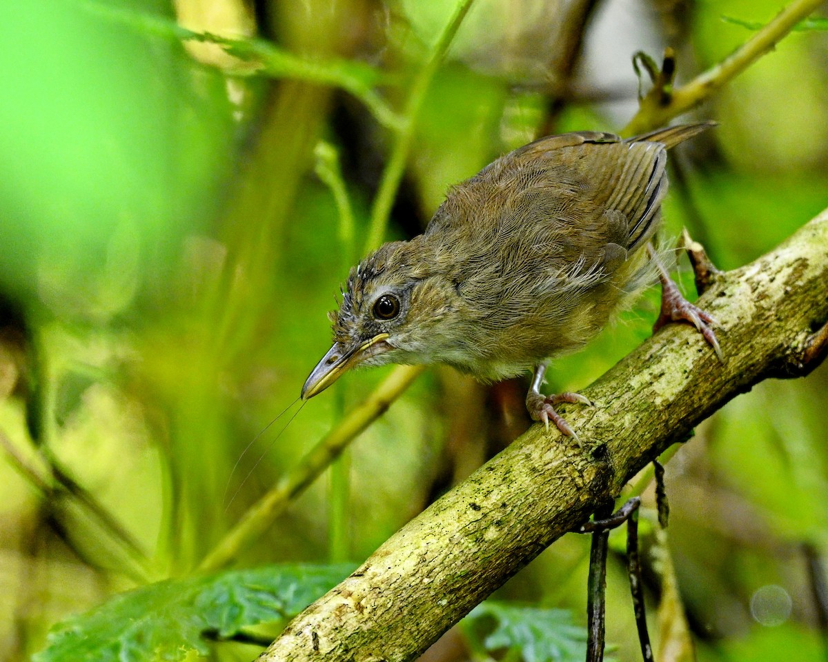 Abbott's Babbler - ML636210927