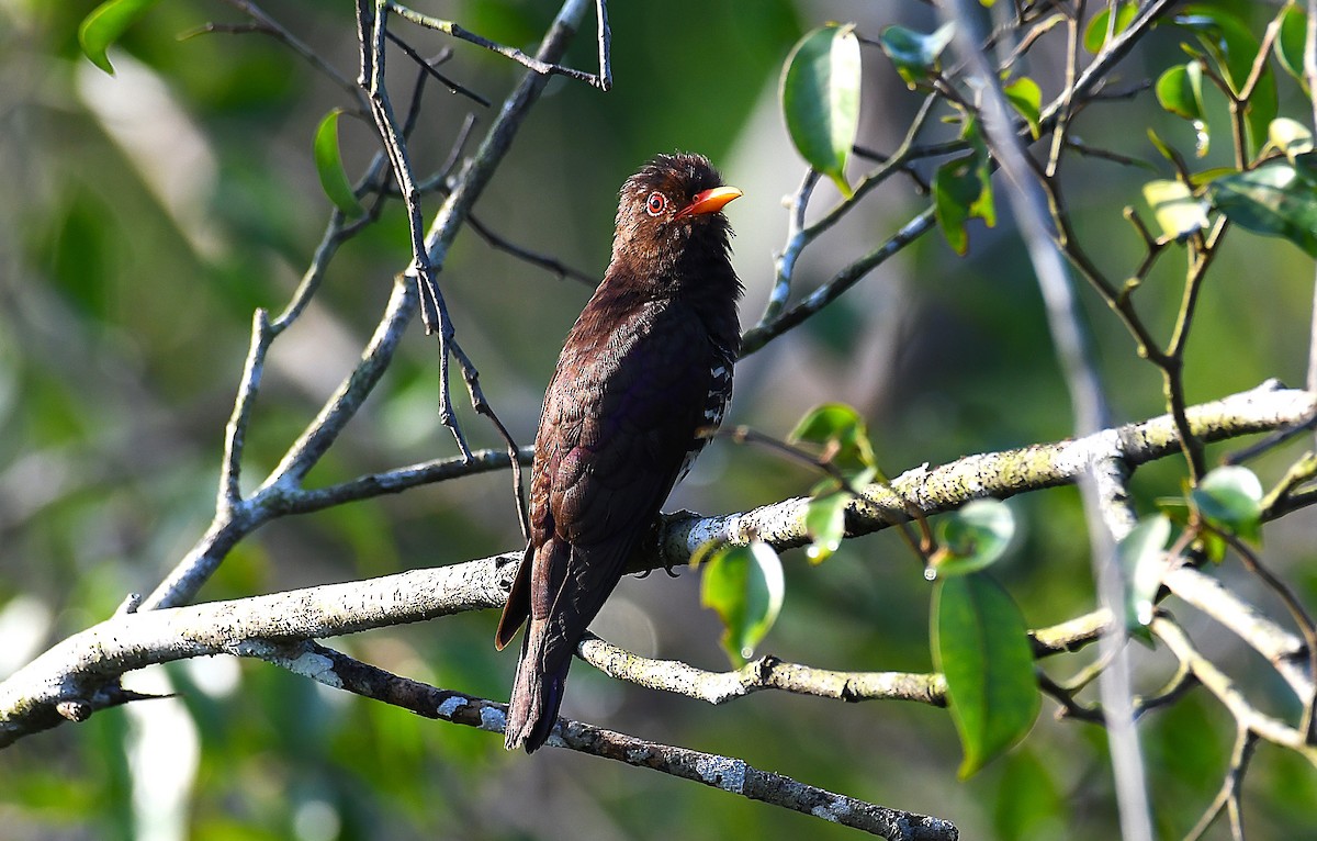 Violet Cuckoo - ML636210933
