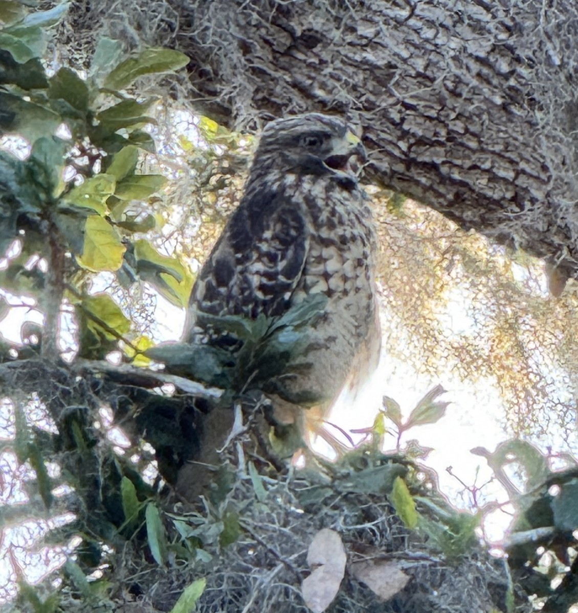 Red-shouldered Hawk - ML636210937