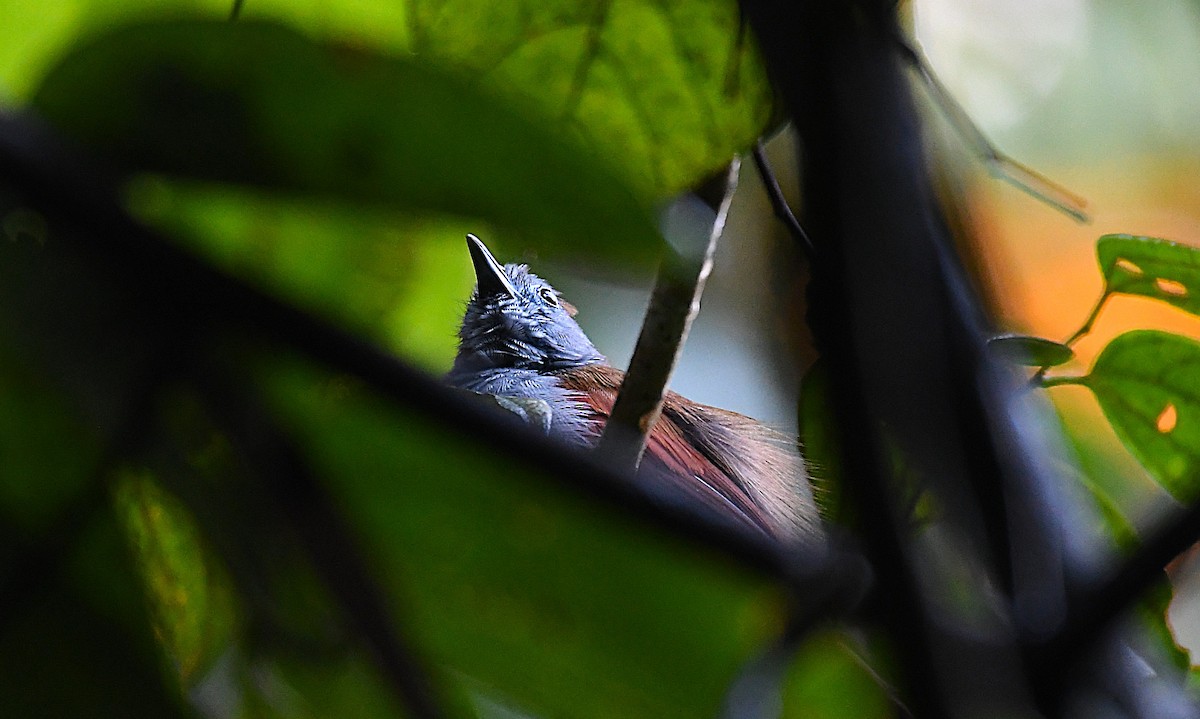 Chestnut-winged Babbler - ML636210939