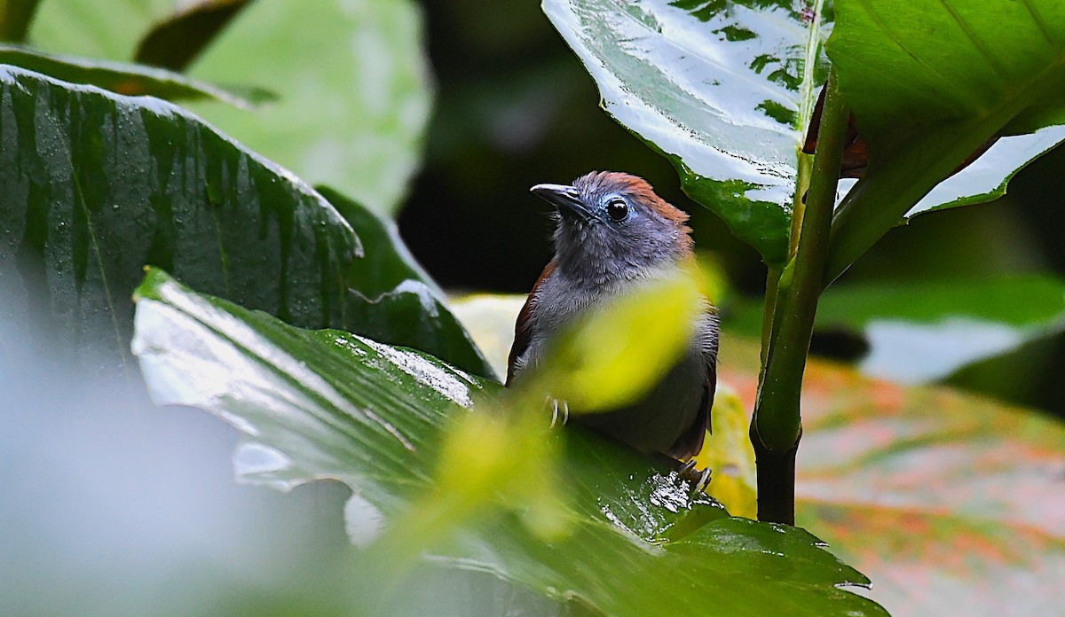 Chestnut-winged Babbler - ML636210943