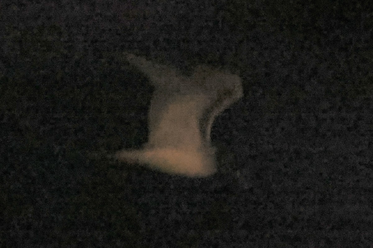 Swallow-tailed Gull - ML636210956