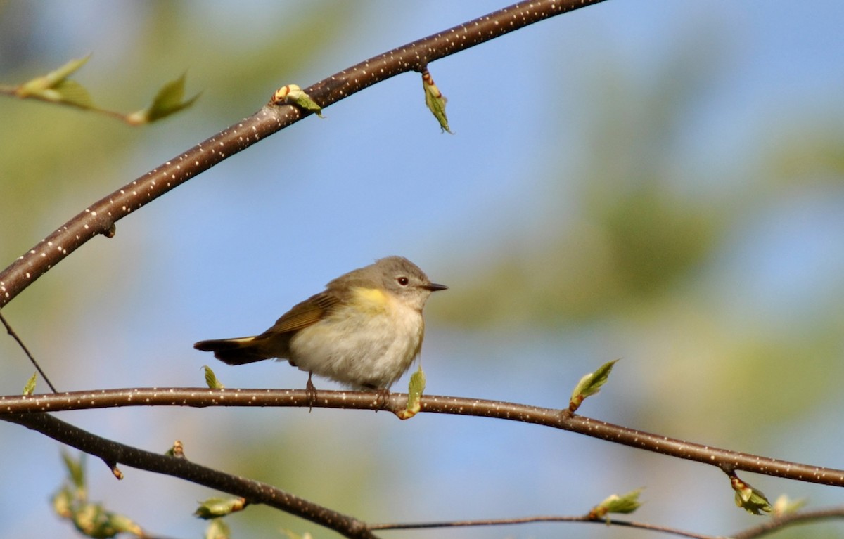 American Redstart - ML636210976