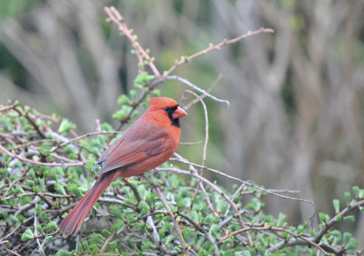 Northern Cardinal - ML636210993