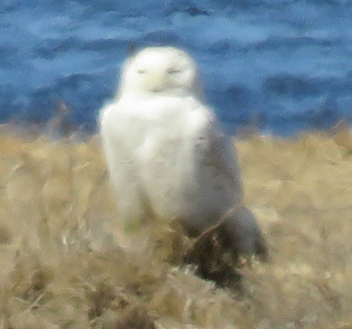 Snowy Owl - ML636210997