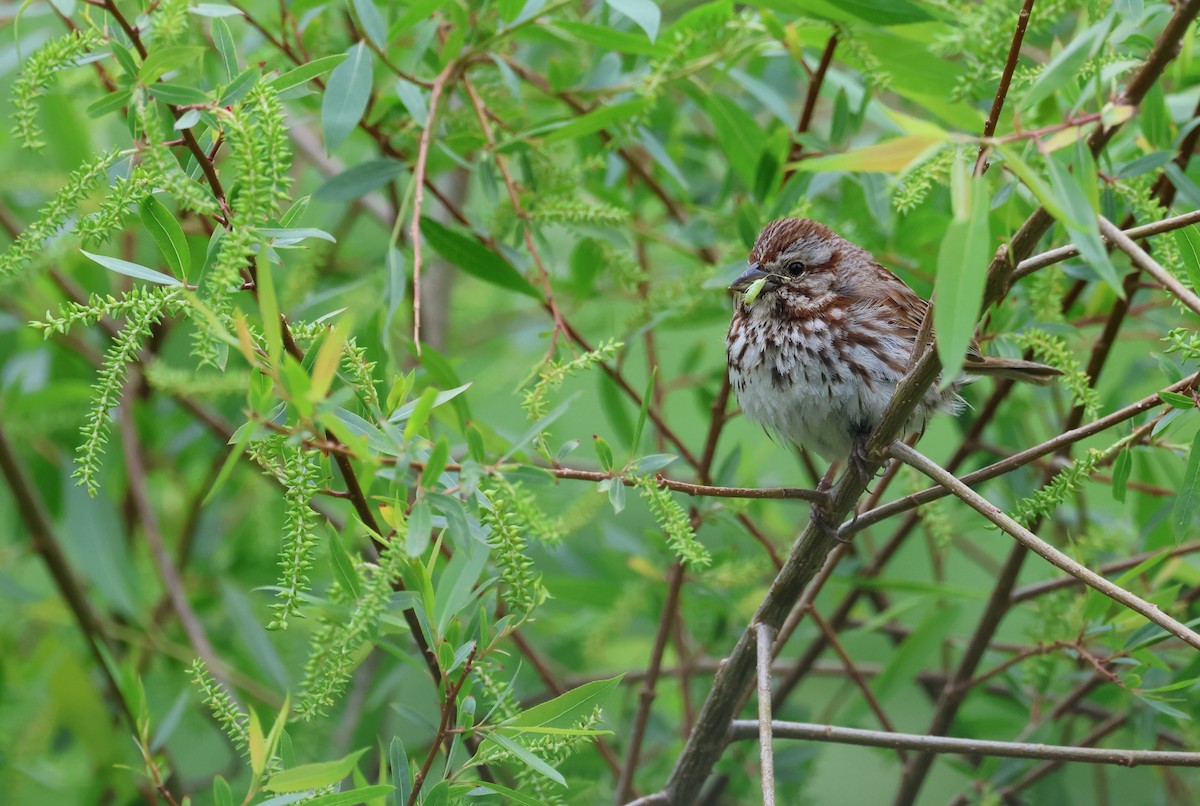 Song Sparrow - ML636211004