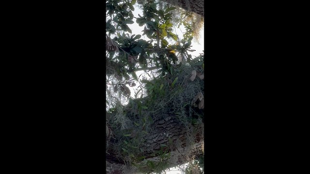 Red-shouldered Hawk - ML636211040