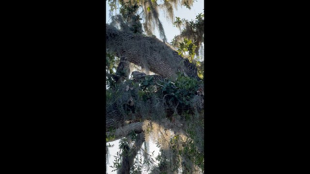 Red-shouldered Hawk - ML636211041