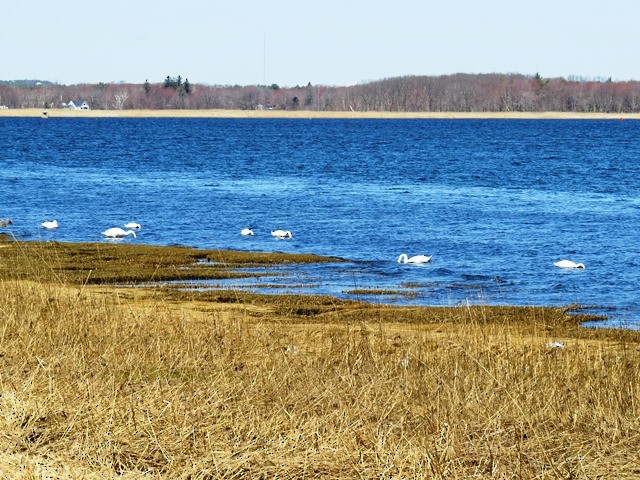 Mute Swan - ML636211160