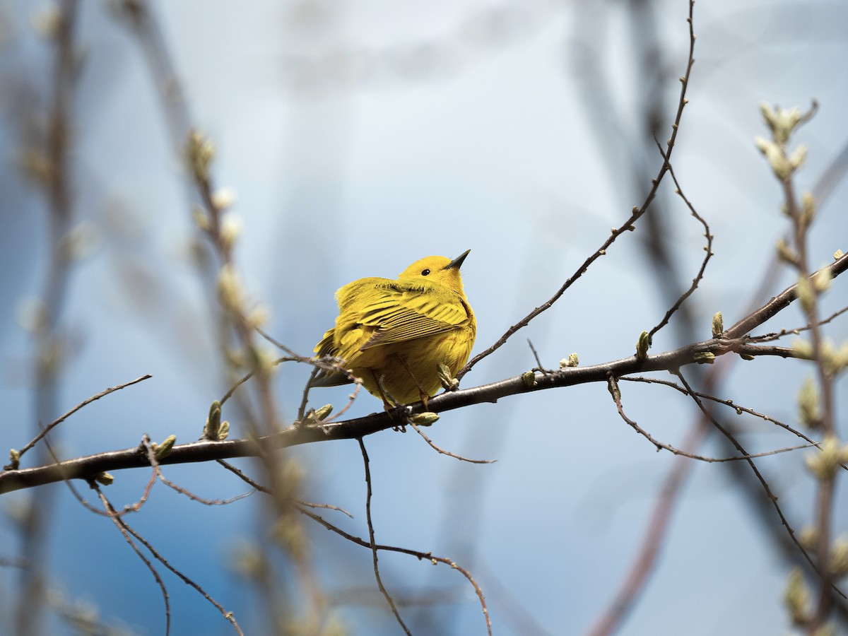 lesňáček zlatotemenný - ML636211201