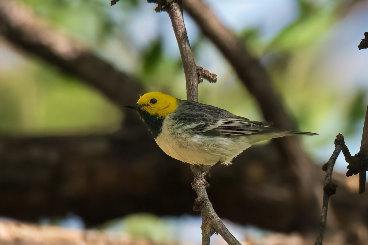 Çekingen Ötleğen - ML636211204