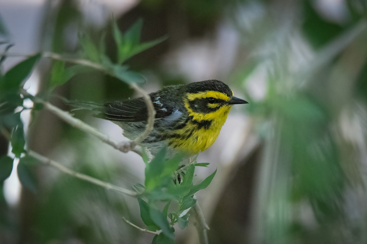 Townsend Ötleğeni - ML636211225