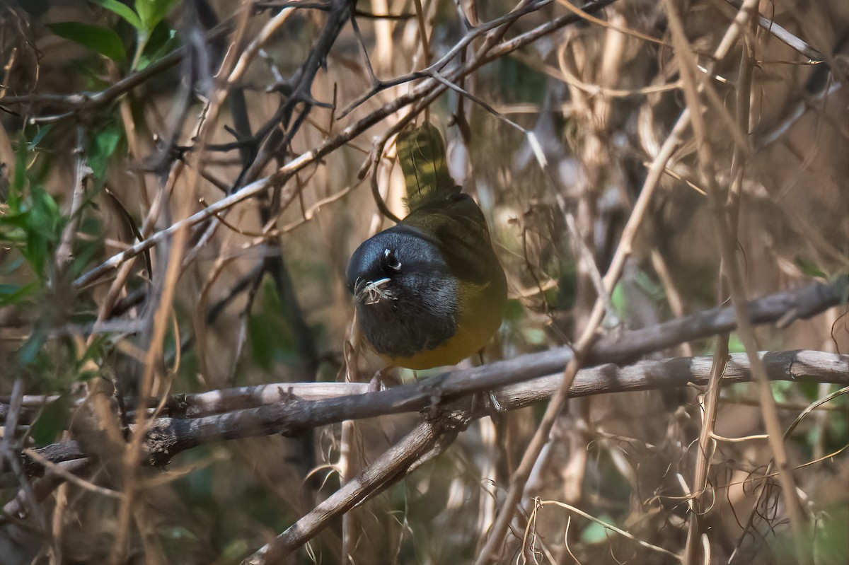 Macgillavray Ötleğeni - ML636211233