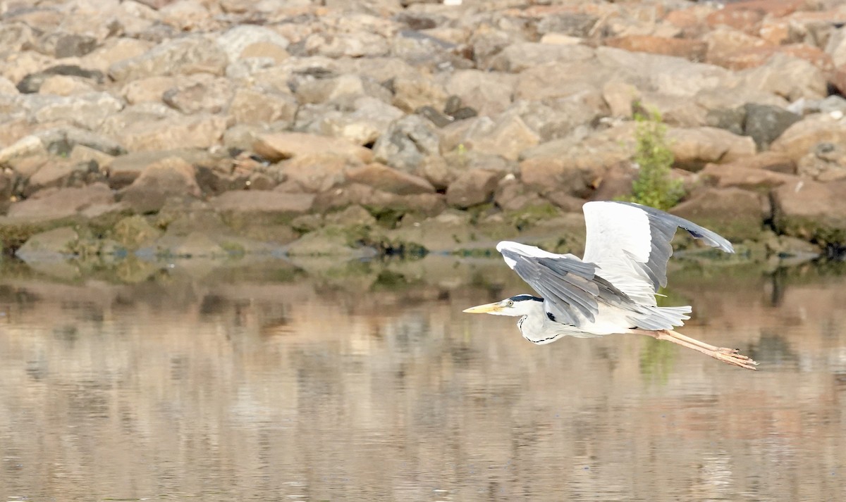 Gray Heron (Gray) - ML636211260