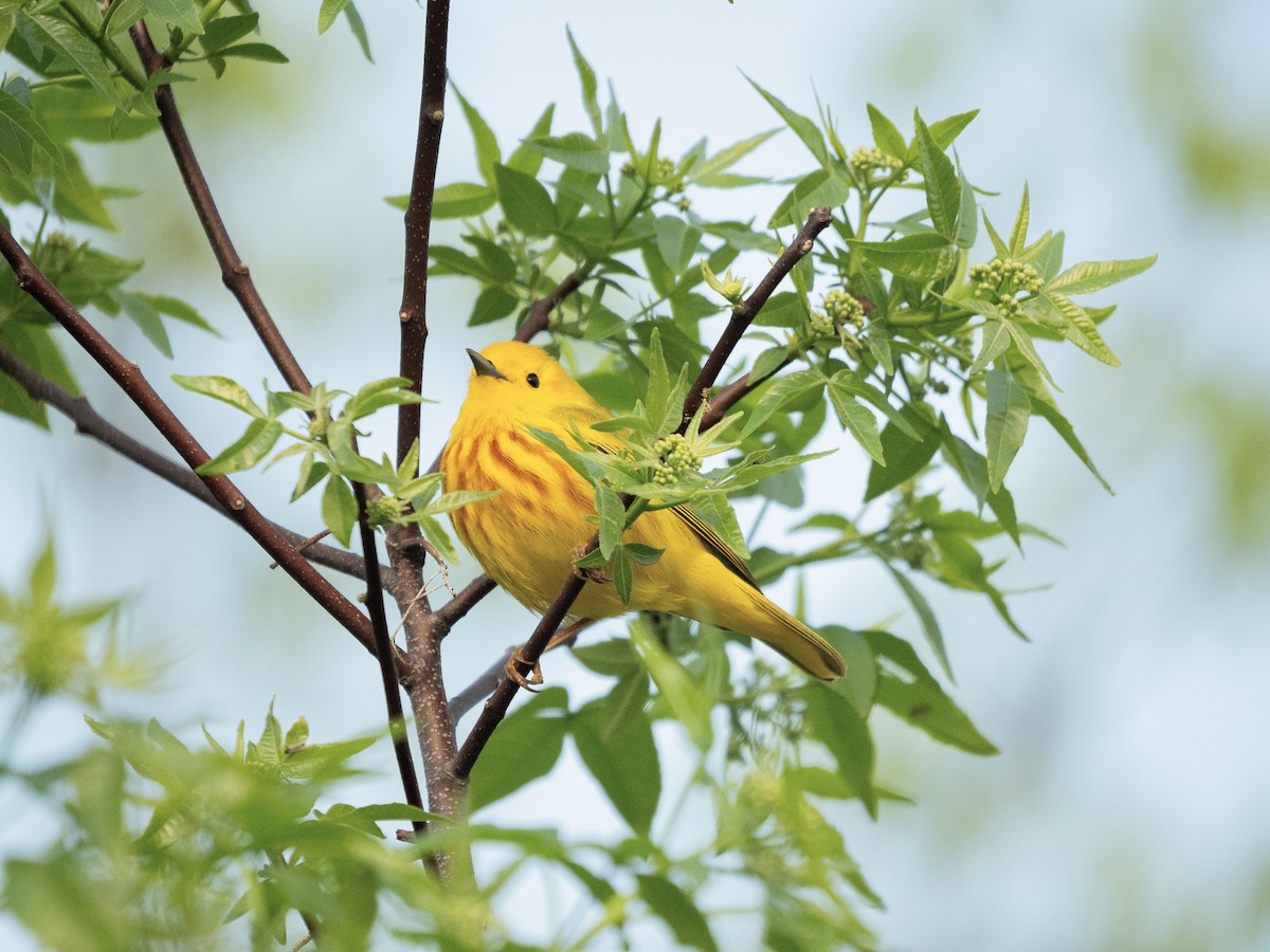 lesňáček zlatotemenný - ML636211328