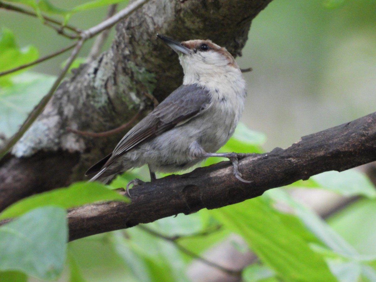Brown-headed Nuthatch - ML636211356