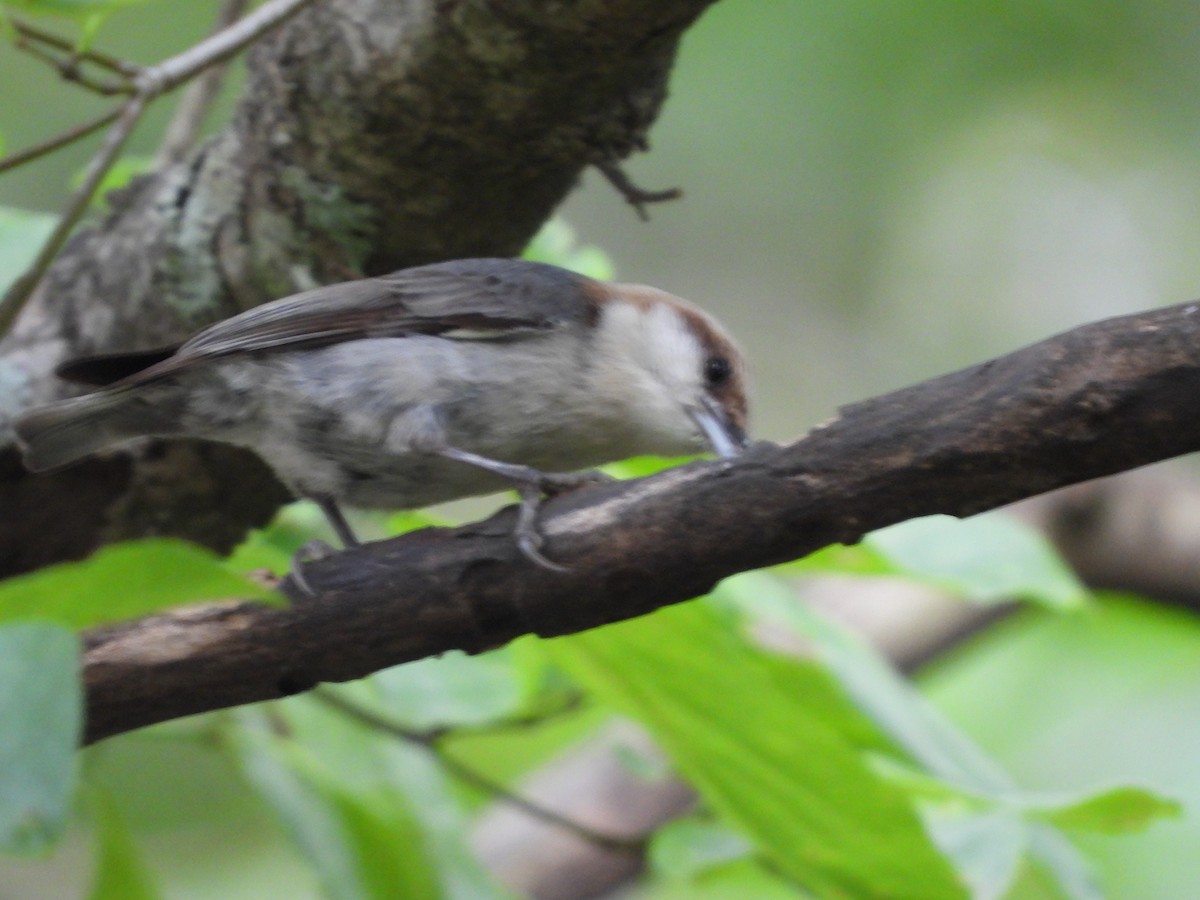 Brown-headed Nuthatch - ML636211357