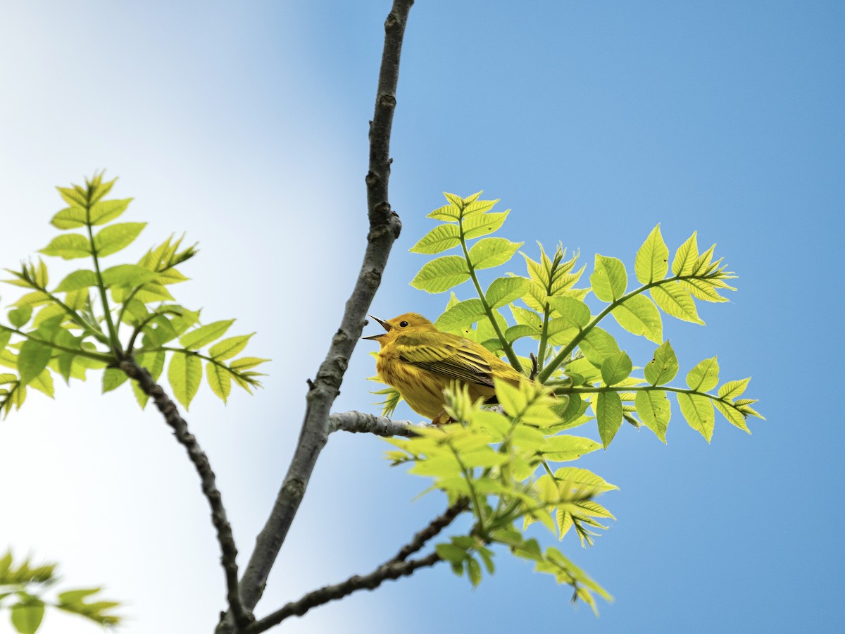 lesňáček zlatotemenný - ML636211367