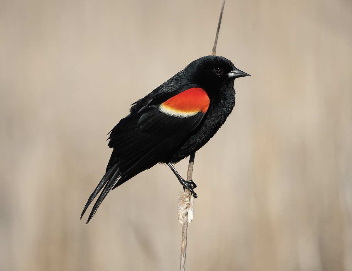 vlhovec červenokřídlý - ML636211392