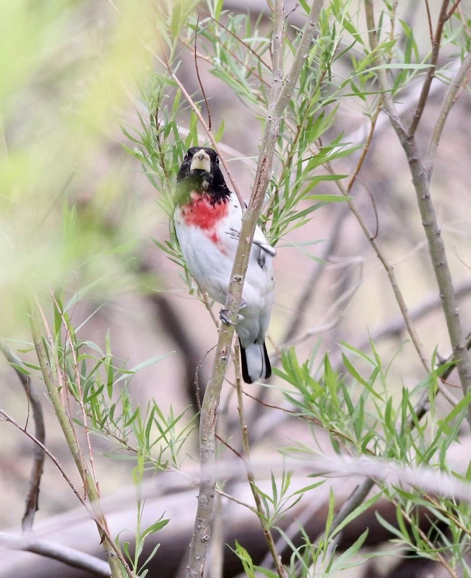 Rose-breasted Grosbeak - ML636211393