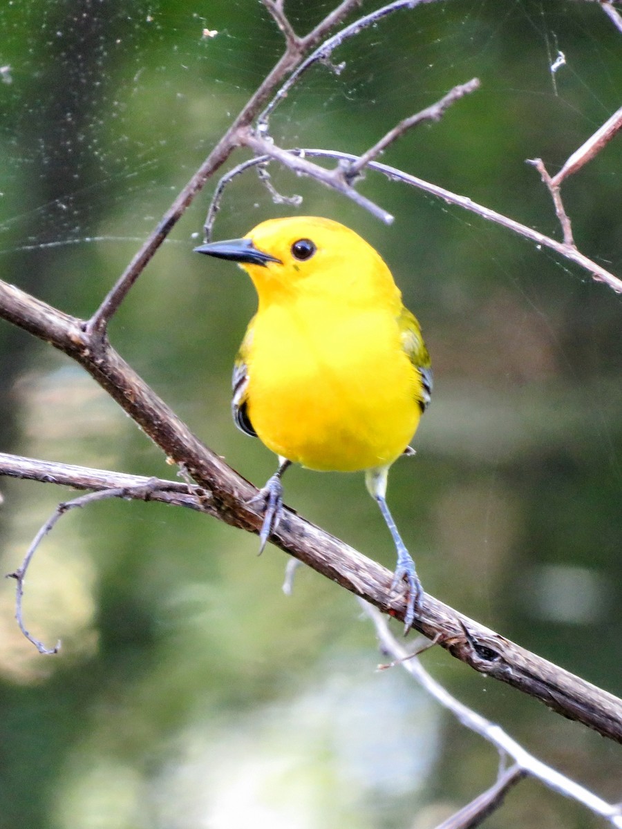 Prothonotary Warbler - ML636211423