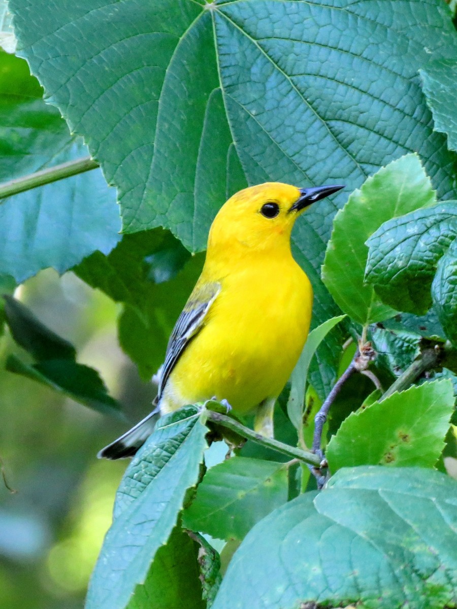 Prothonotary Warbler - ML636211424