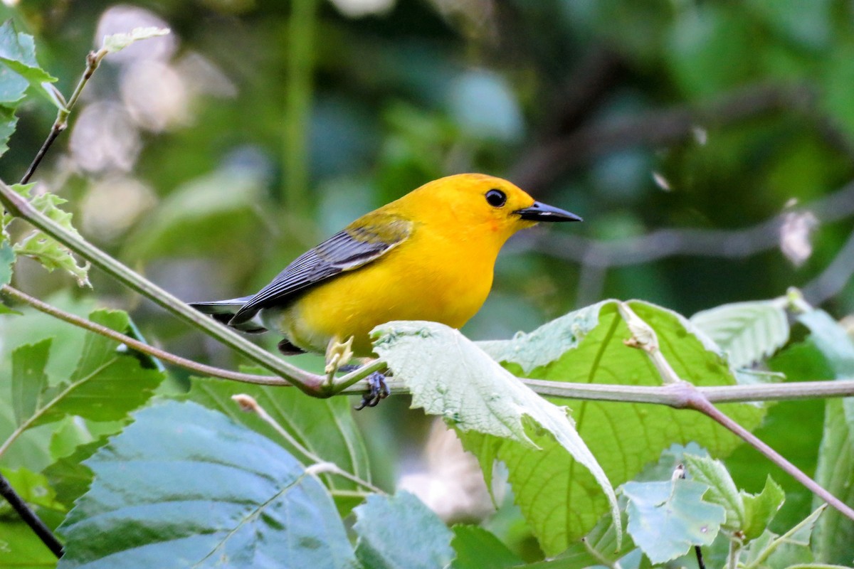 Prothonotary Warbler - ML636211425