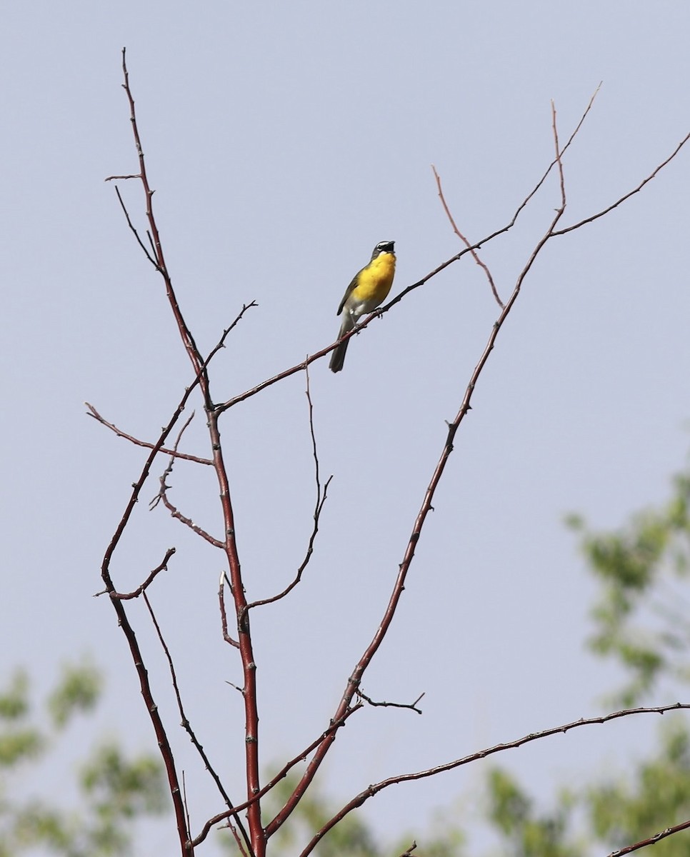 Yellow-breasted Chat - ML636211443