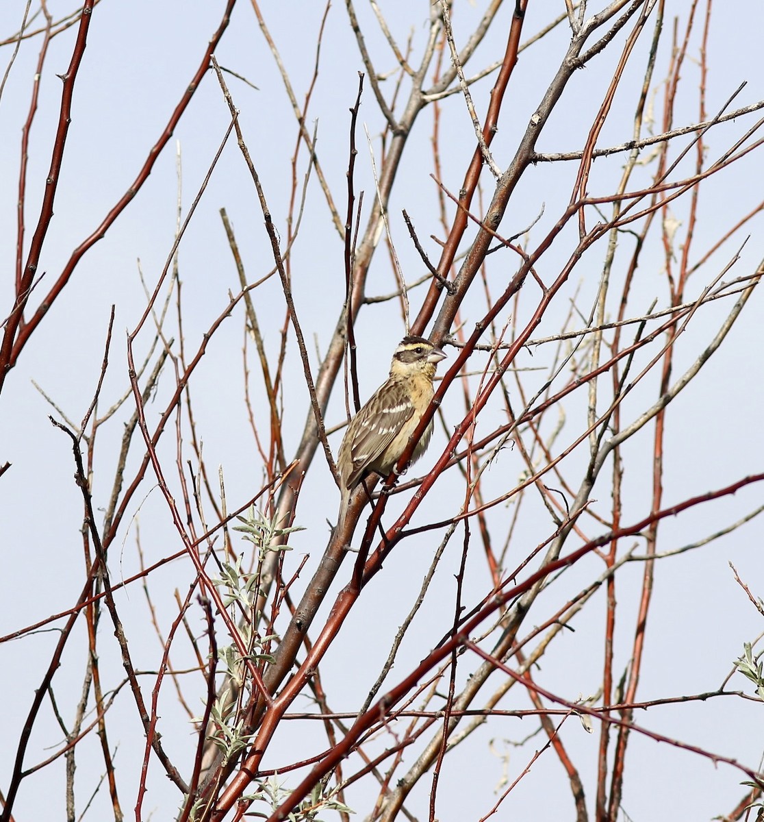 Black-headed Grosbeak - ML636211459