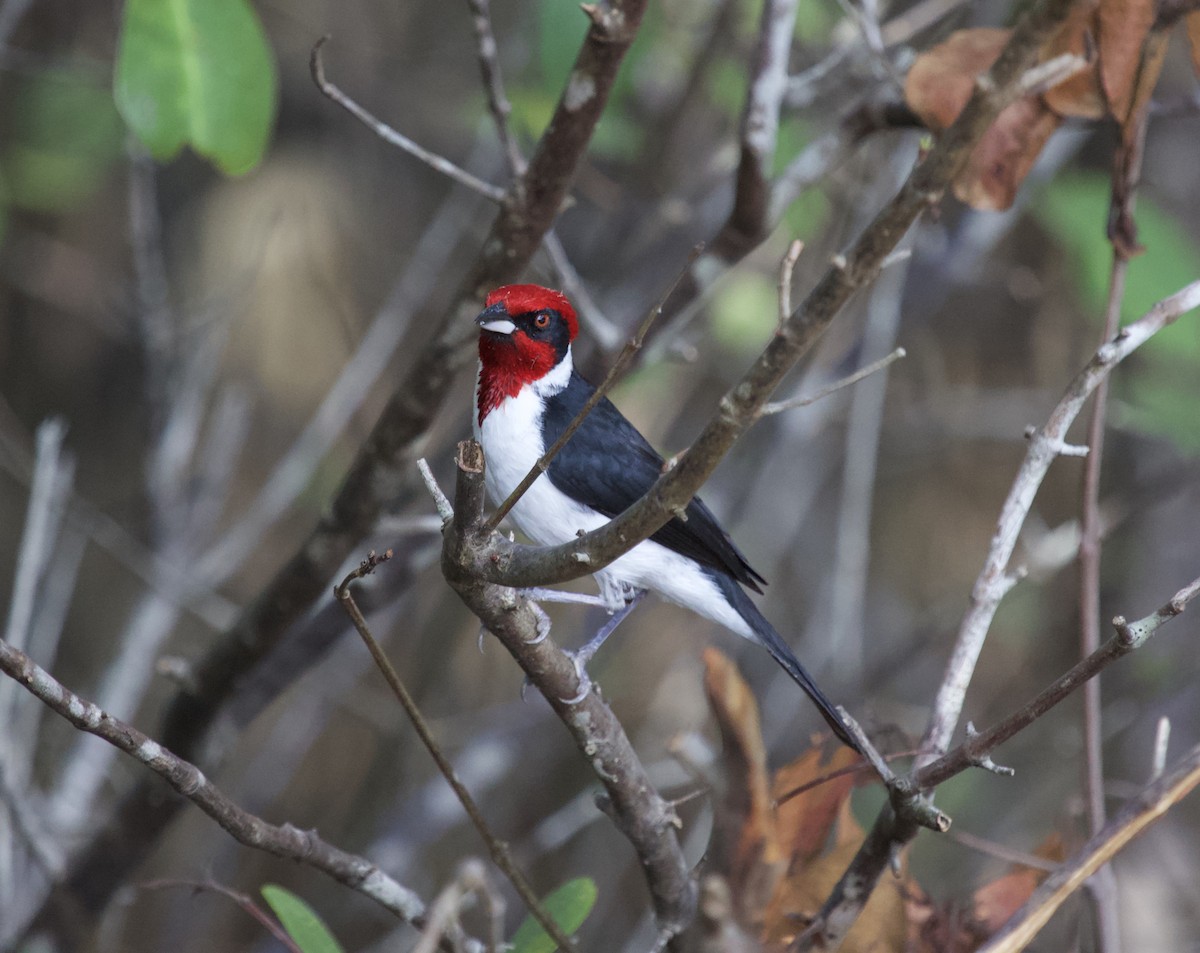 Masked Cardinal - ML636211475