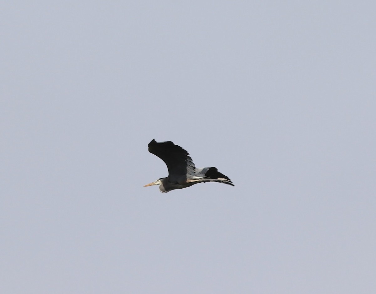 Great Blue Heron - ML636211483