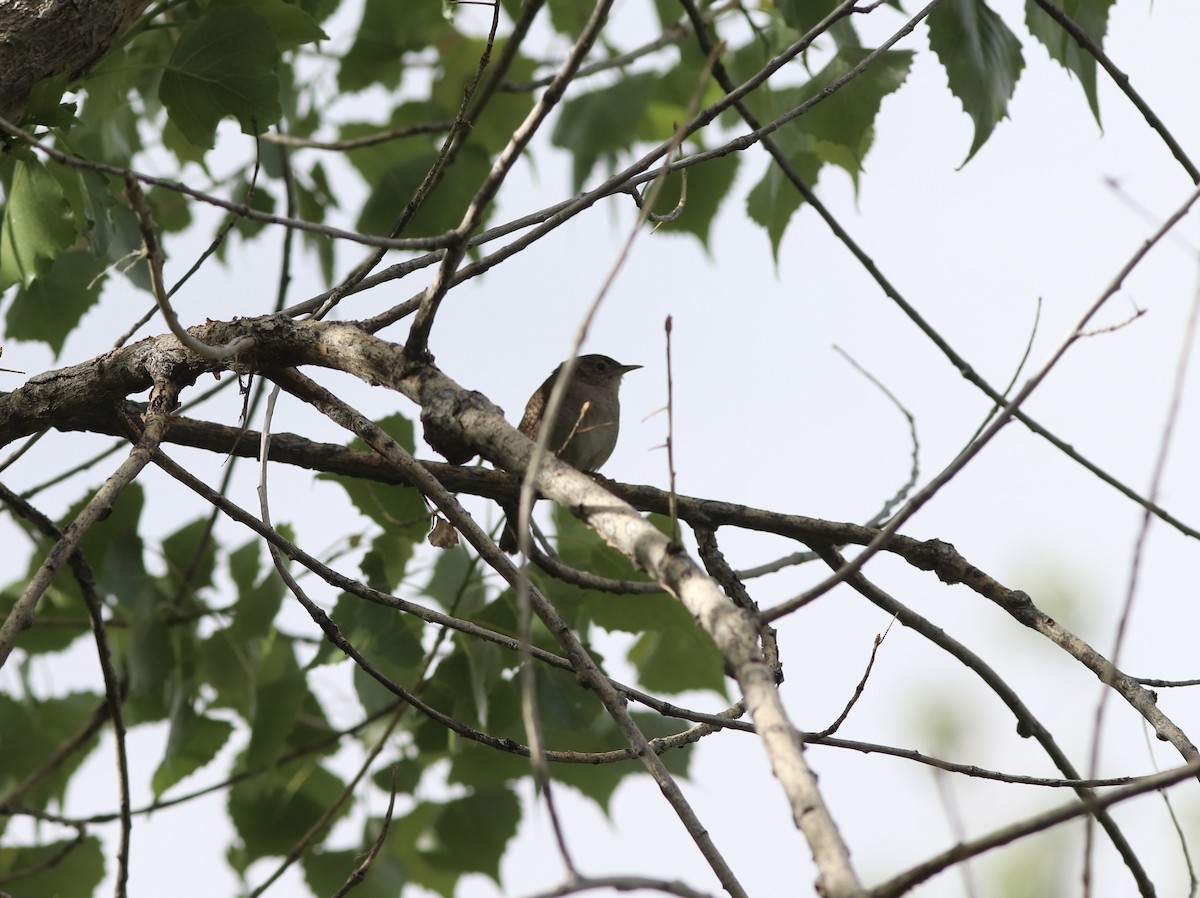 Northern House Wren - ML636211505