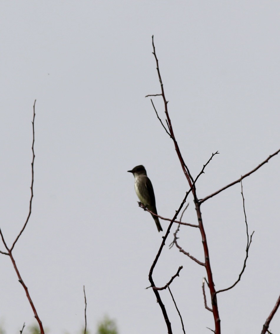 Olive-sided Flycatcher - ML636211526