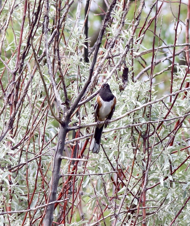 Spotted Towhee - ML636211547