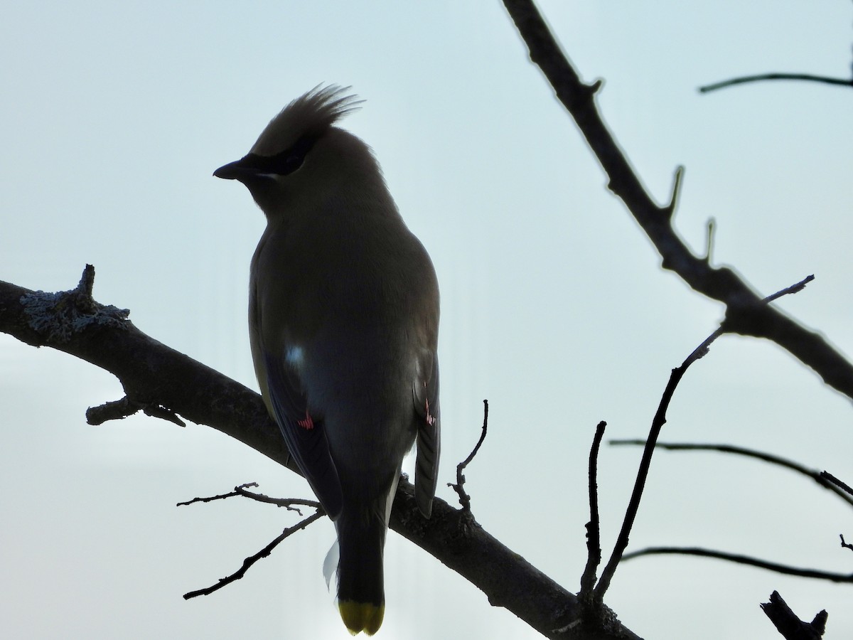Cedar Waxwing - ML636211548