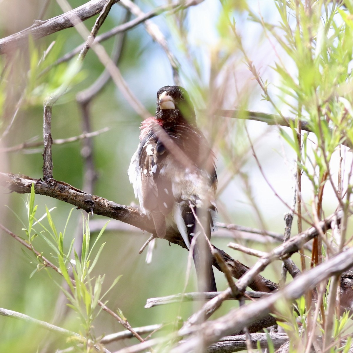 Rose-breasted Grosbeak - ML636211566