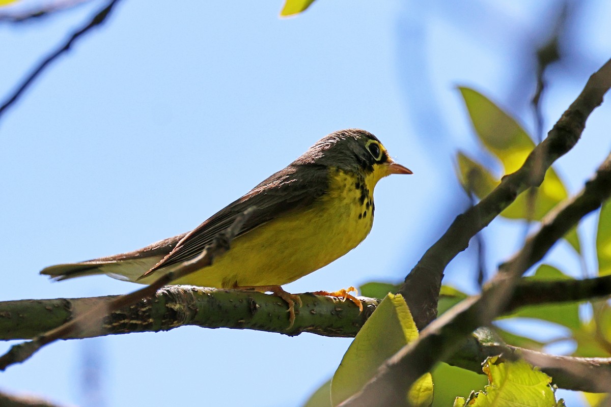 Paruline du Canada - ML636211620