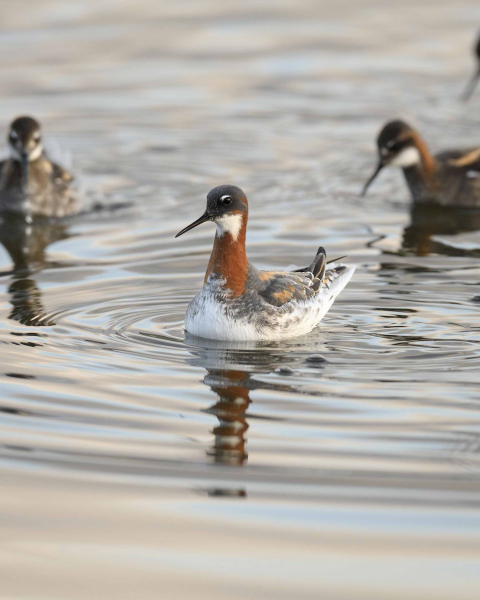 紅領瓣足鷸 - ML636211624