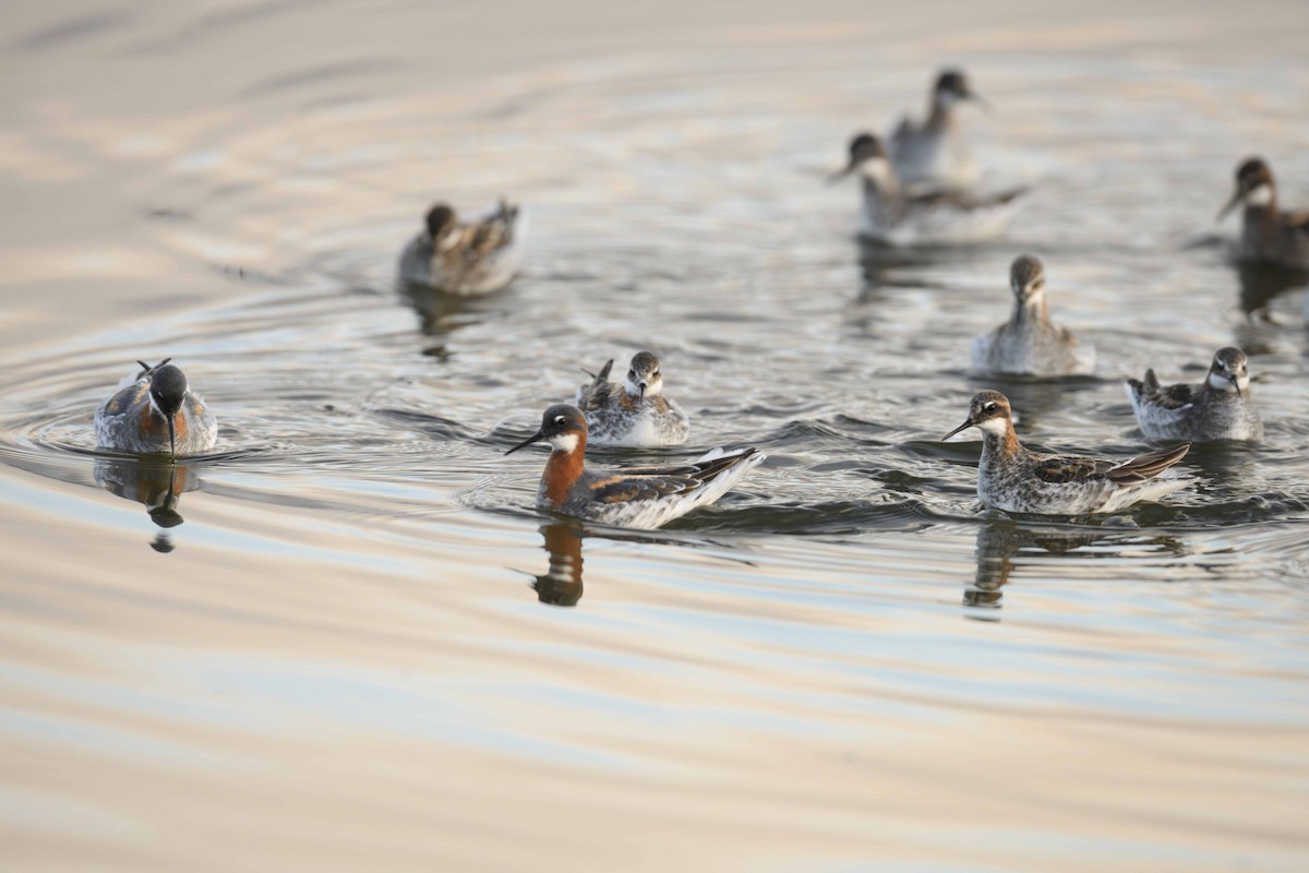 紅領瓣足鷸 - ML636211625