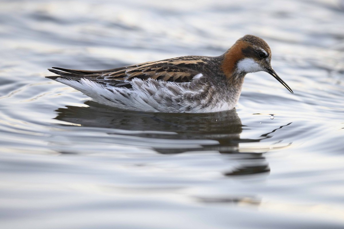 紅領瓣足鷸 - ML636211629