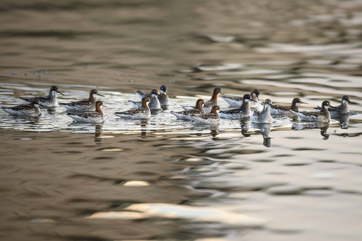 紅領瓣足鷸 - ML636211634