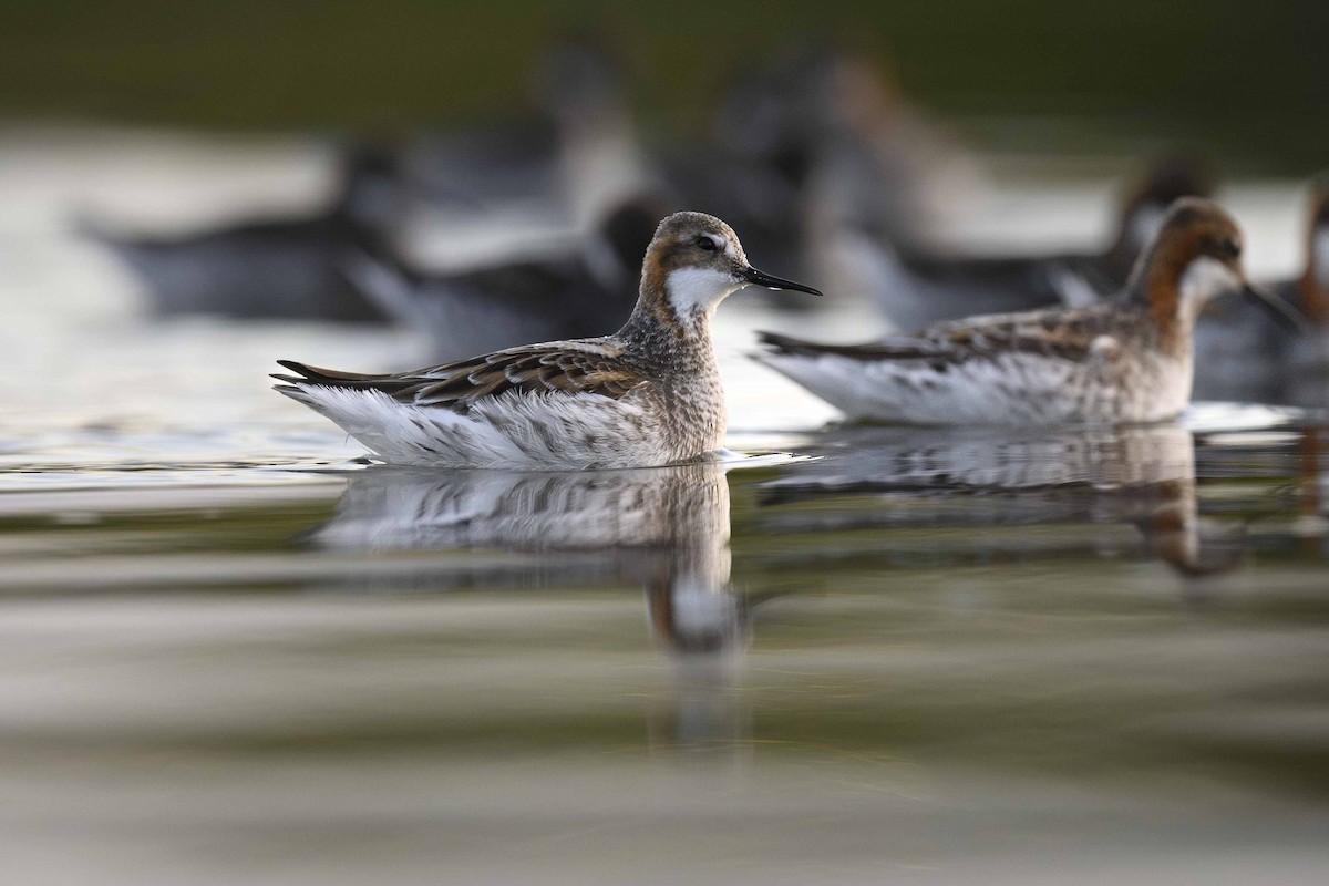 紅領瓣足鷸 - ML636211635