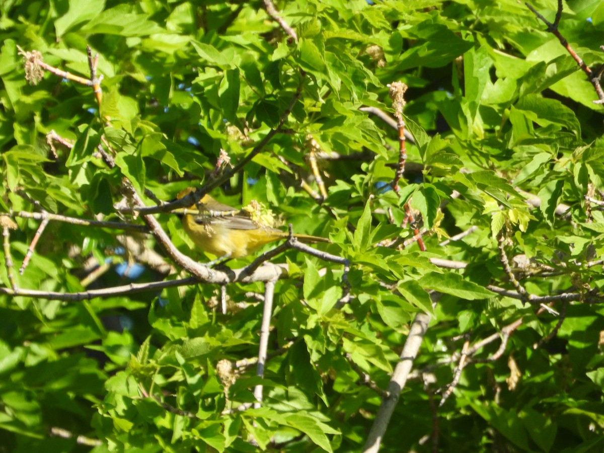 Orchard Oriole - ML636211730