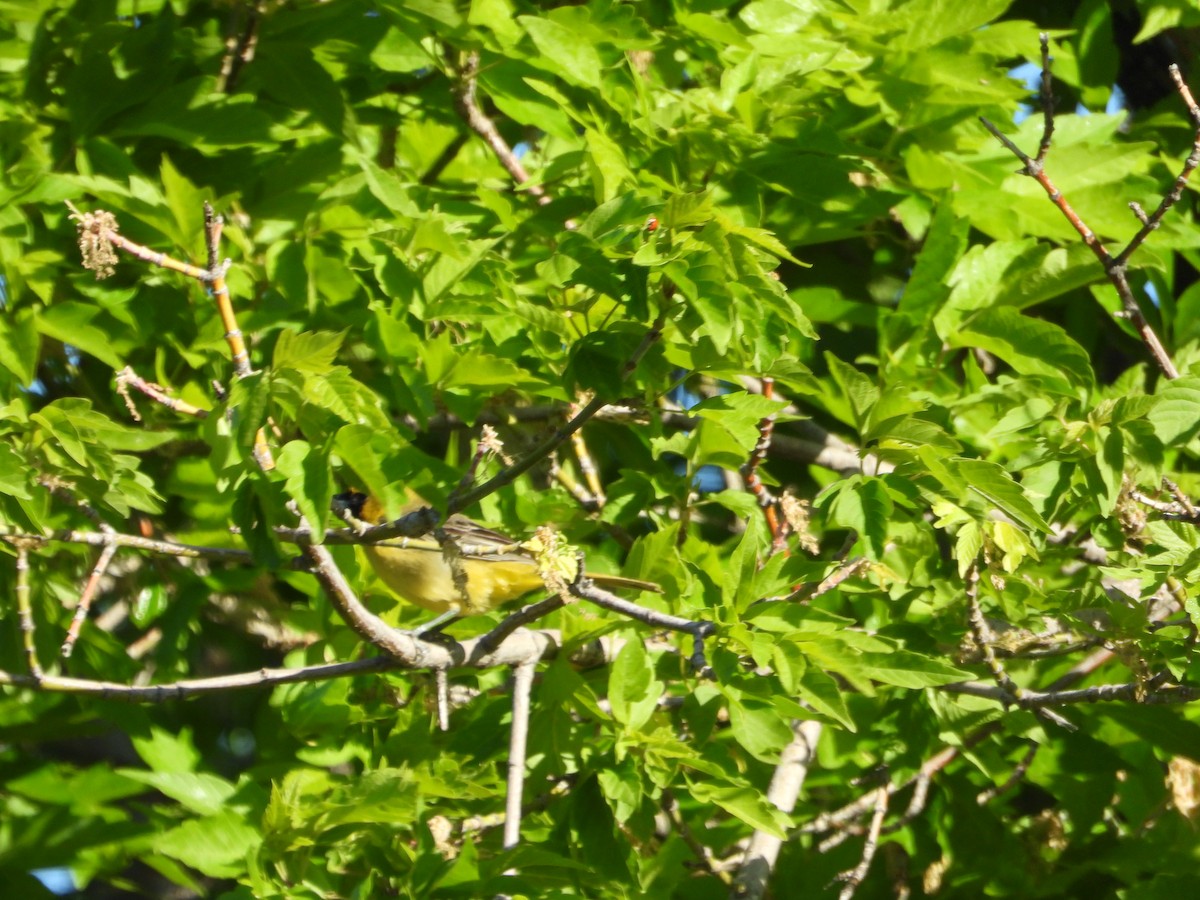 Orchard Oriole - ML636211731