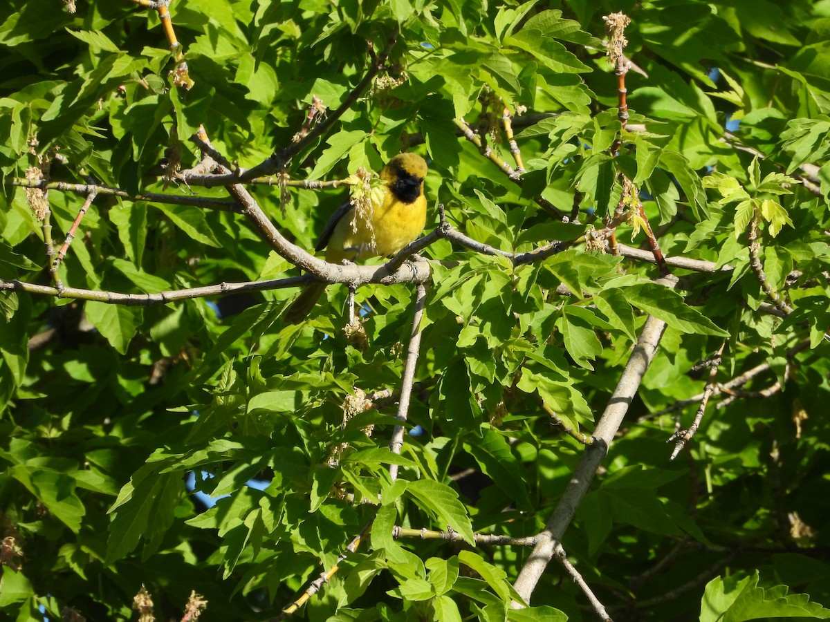 Orchard Oriole - ML636211732