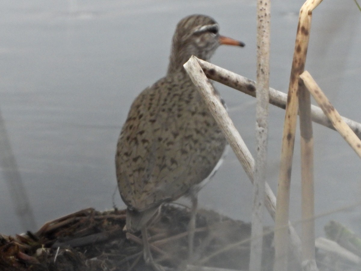 Spotted Sandpiper - ML636211742